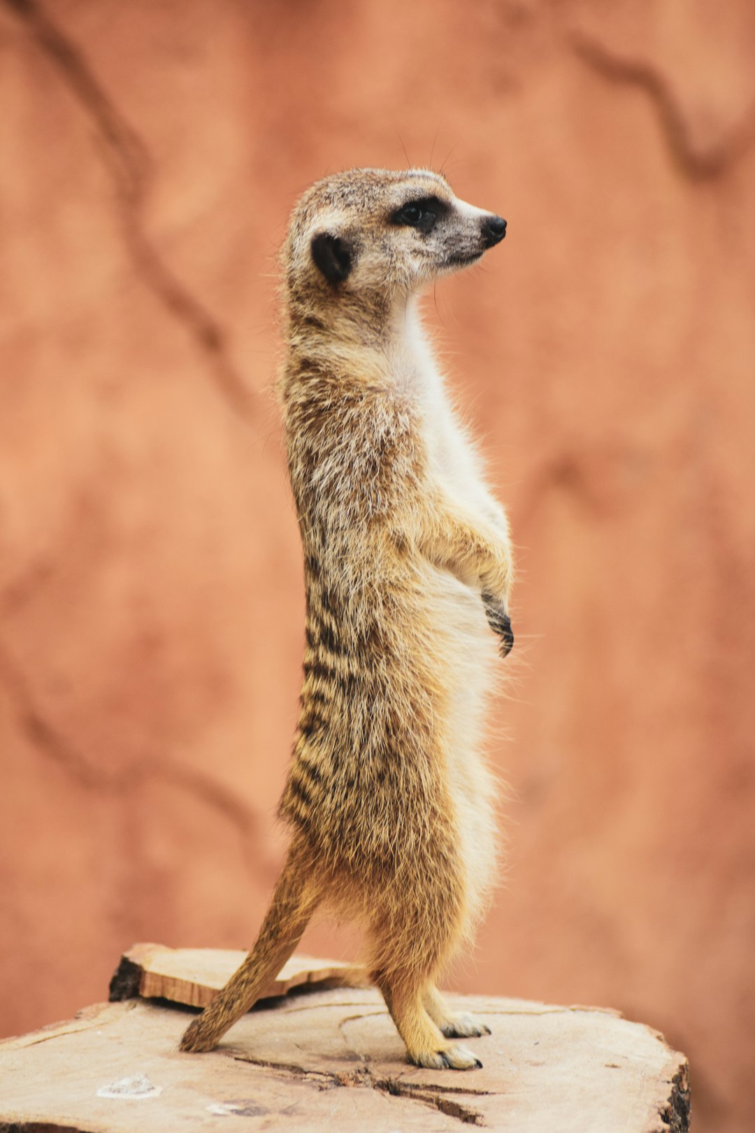 Photo of a full-bodied meerkat standing on its hind legs in a natural pose against the background of an orange wall with a blurred brown background, in the style of a high detail photo. –ar 85:128