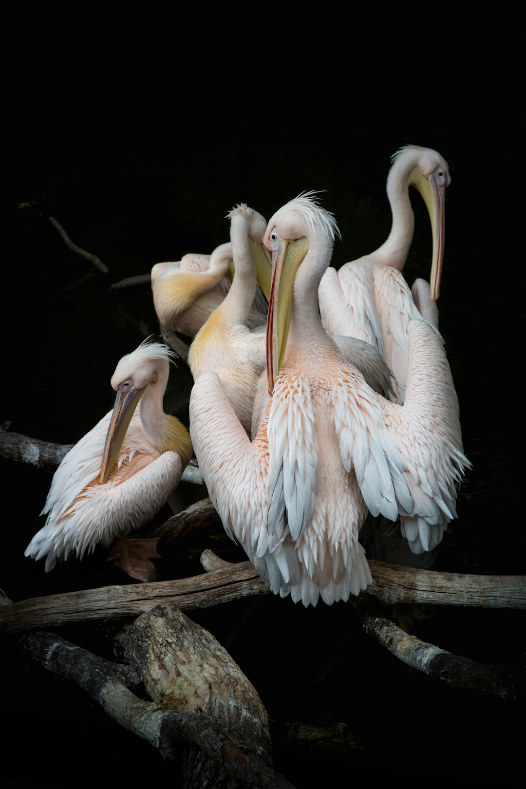 An ultrarealistic photograph of five pelicans huddled together on tree branches, their pink bodies contrasting against the dark background, captured in natural daylight with soft lighting highlighting intricate details and textures, shot from an overhead perspective to emphasize depth, conveying tranquility and harmony between these elegant birds and the natural environment, isolated black background for clarity and focus. –ar 85:128