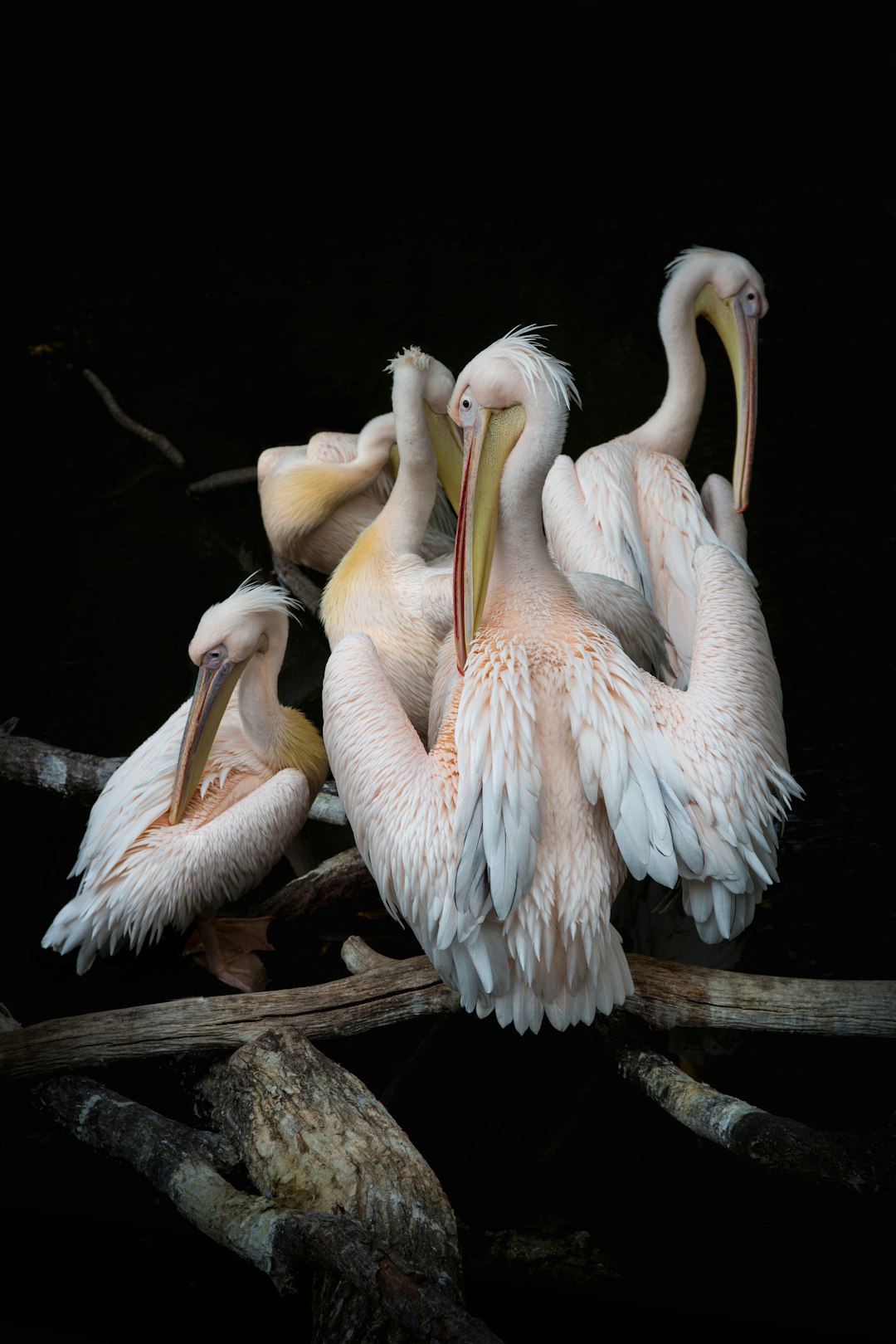 ultrarealistic, high quality photograph of five pelicans huddled together on branches in the dark black background. The pel feast on fish from their mouth with long beaks and white bodies and pink wings. They have large yellow eyes that reflect light around them. Their necks stretch out straight as they rest their heads against each other. In the style of National Geographic photography.