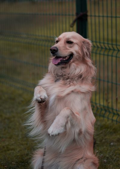 A golden retriever is standing on its hind legs, smiling and waving at the camera in an outdoor park with green grass behind it and a colorful mesh fence. The dog's fur has long hair that flows down from under his paws, which adds to the softness of his appearance. He seems very happy about being outside and playing around. This photo was taken using a Canon EOS R5 mirrorless camera with a macro lens for a clear focused shot in the style of a Canon camera advertisement.