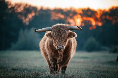 A highland cow with long, curly hair standing in an open field at sunrise. The background is blurred to focus on the bull's face and its majestic horns. The painting is done in the style of [Vincent van Gogh](https://goo.gl/search?artist%20Vincent%20van%20Gogh). --ar 128:85