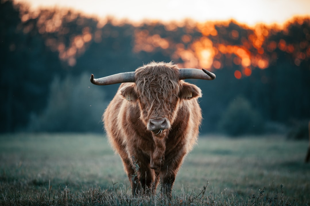 A highland cow with long, curly hair standing in an open field at sunrise. The background is blurred to focus on the bull’s face and its majestic horns. The painting is done in the style of [Vincent van Gogh](https://goo.gl/search?artist%20Vincent%20van%20Gogh). –ar 128:85