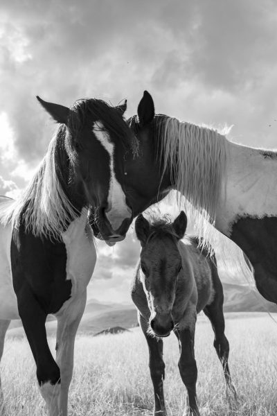 A black and white photo of an adult horse with its foal in the grasslands, with a beautiful sky, in the style of cinematic portrait photography, taken with a Canon EOS camera. --ar 85:128