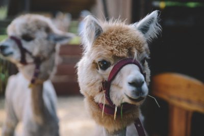 Photo of a happy alpaca with a headband and green hay in its mouth, standing next to another white baby llama at an animal farm. Purple ribbons on their heads, shot from far away in the style of unsplash photography, with a depth of field effect.