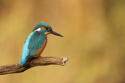 A kingfisher bird perched on a branch, in the style of wildlife photography, with soft natural light, in a portrait shot, with professional color grading, with sharp focus, with shallow depth of field, using a macro lens, in the style of an award winning photo. --ar 128:85