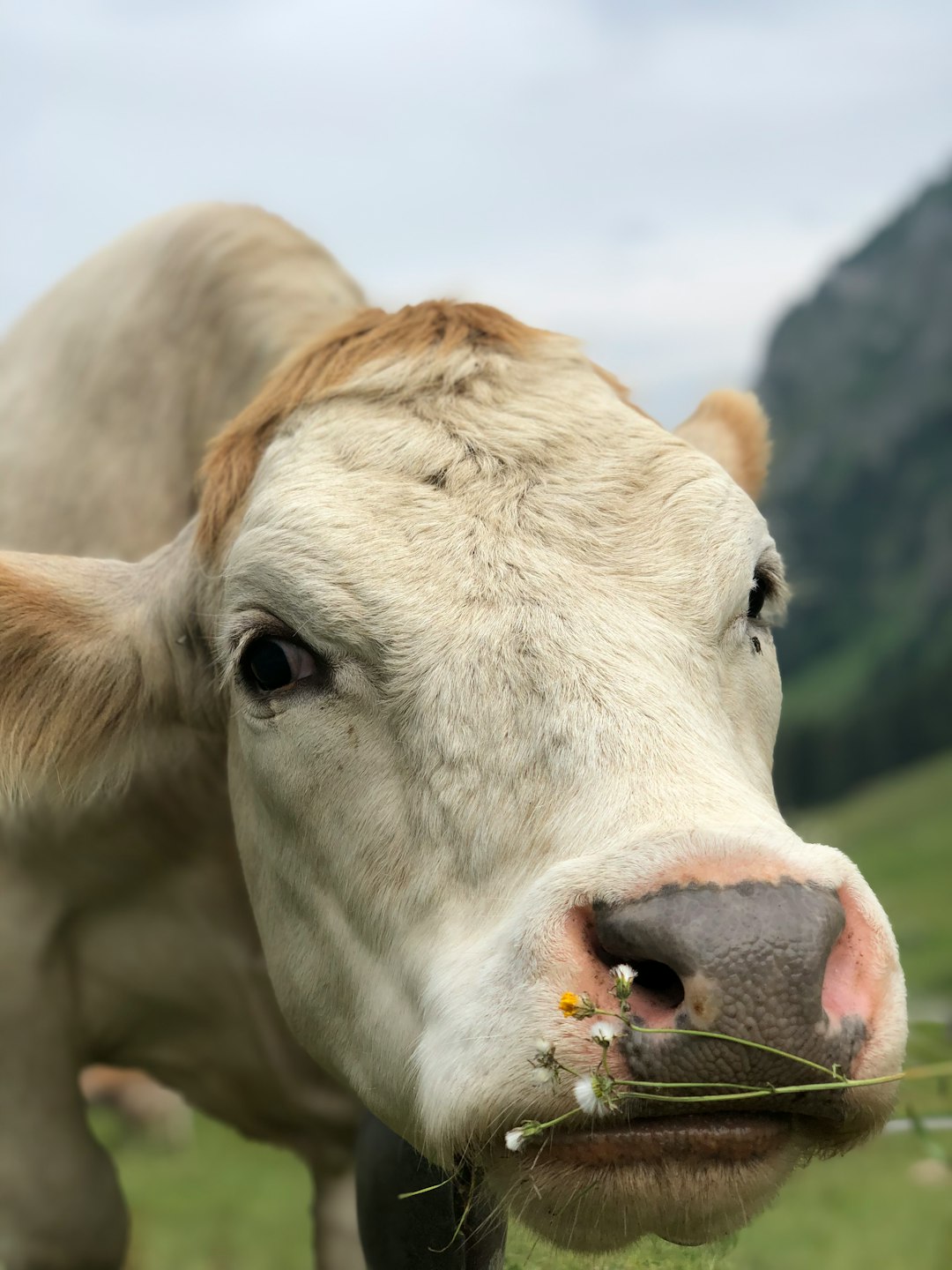 A cow eating grass in the mountains of Switzerland, closeup photo of face and head with flower between teeths –ar 3:4