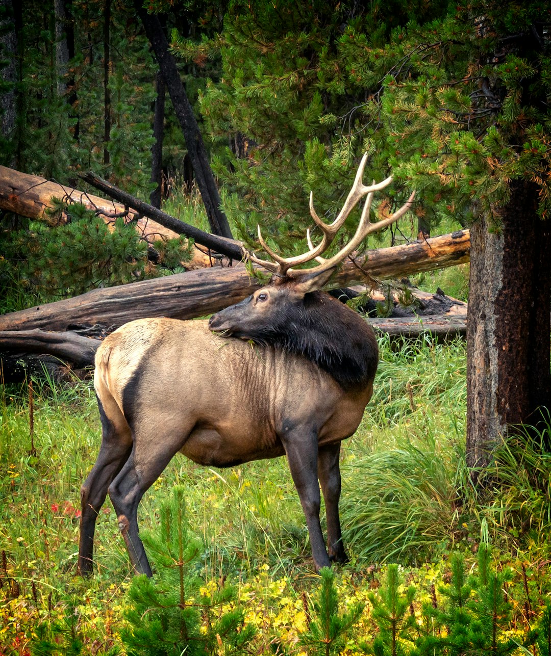 Photo of an elk in Grand Canyon, Utah with huge antlers standing on grass near a fallen tree log, pine trees and green foliage in the background. The photo was taken with a Canon EOS camera and is in the style of award winning wildlife photography. –ar 107:128