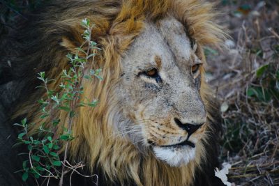 A close-up shot of an African lion in its natural habitat, captured with a Leica M6 and Portra film stock. The lion's majestic mane is detailed and textured, while the background features lush greenery and rugged terrain. --ar 128:85