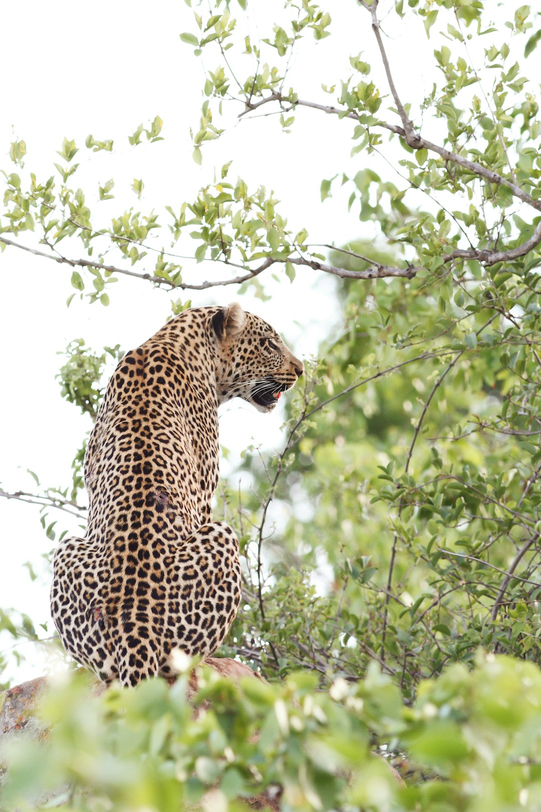 A leopard sitting atop a tree, looking down at its prey from above, surrounded by lush greenery against a white sky. The leopard focuses its face. –ar 85:128