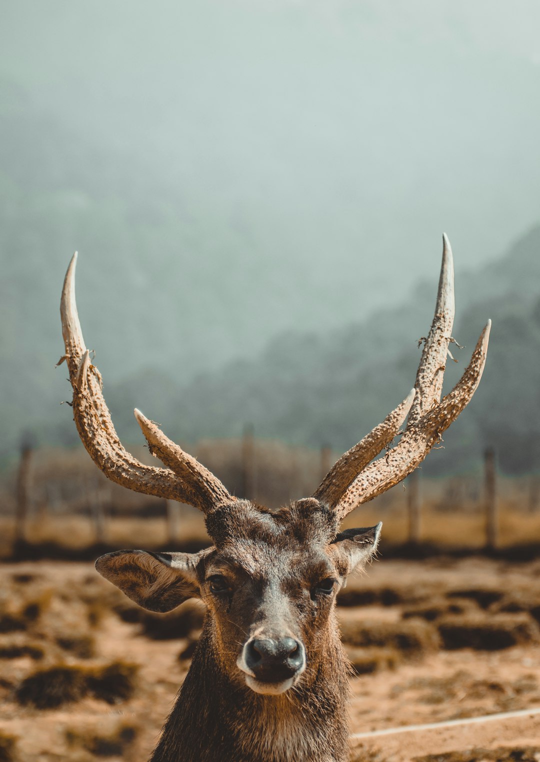 Photo of an animal deer with impressive antlers, background is a farm in the mountains, unsplash photography style in the style of unsplash. –ar 45:64