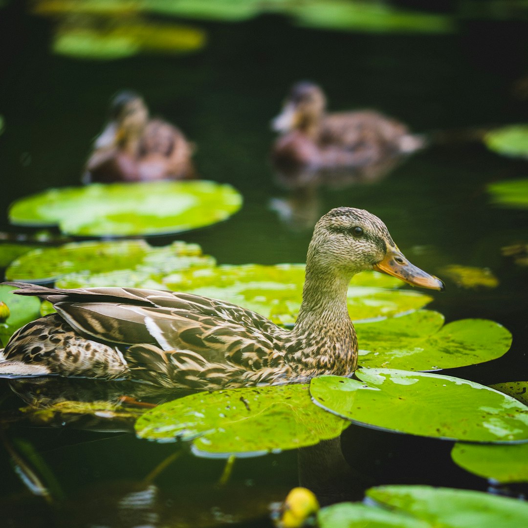 Ducks and ducklings swimming on the water with lily pads in an urban park, Sony A7 III, macro lens, natural light, serene setting.