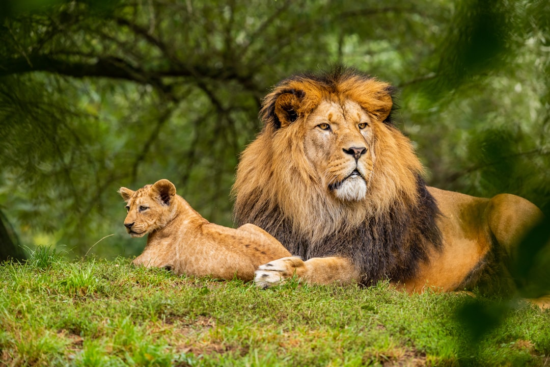 A majestic lion with his cub, sitting on the grass in an open green park. Nikon D850 DSLR photo in the style of realistic. –ar 128:85