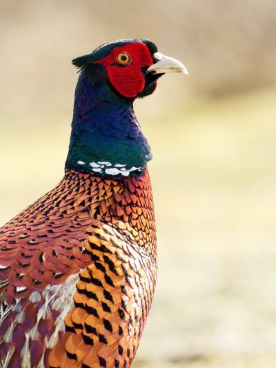 A majestic pheasant stands tall with vibrant plumage and piercing eyes, focusing on its face. --ar 3:4