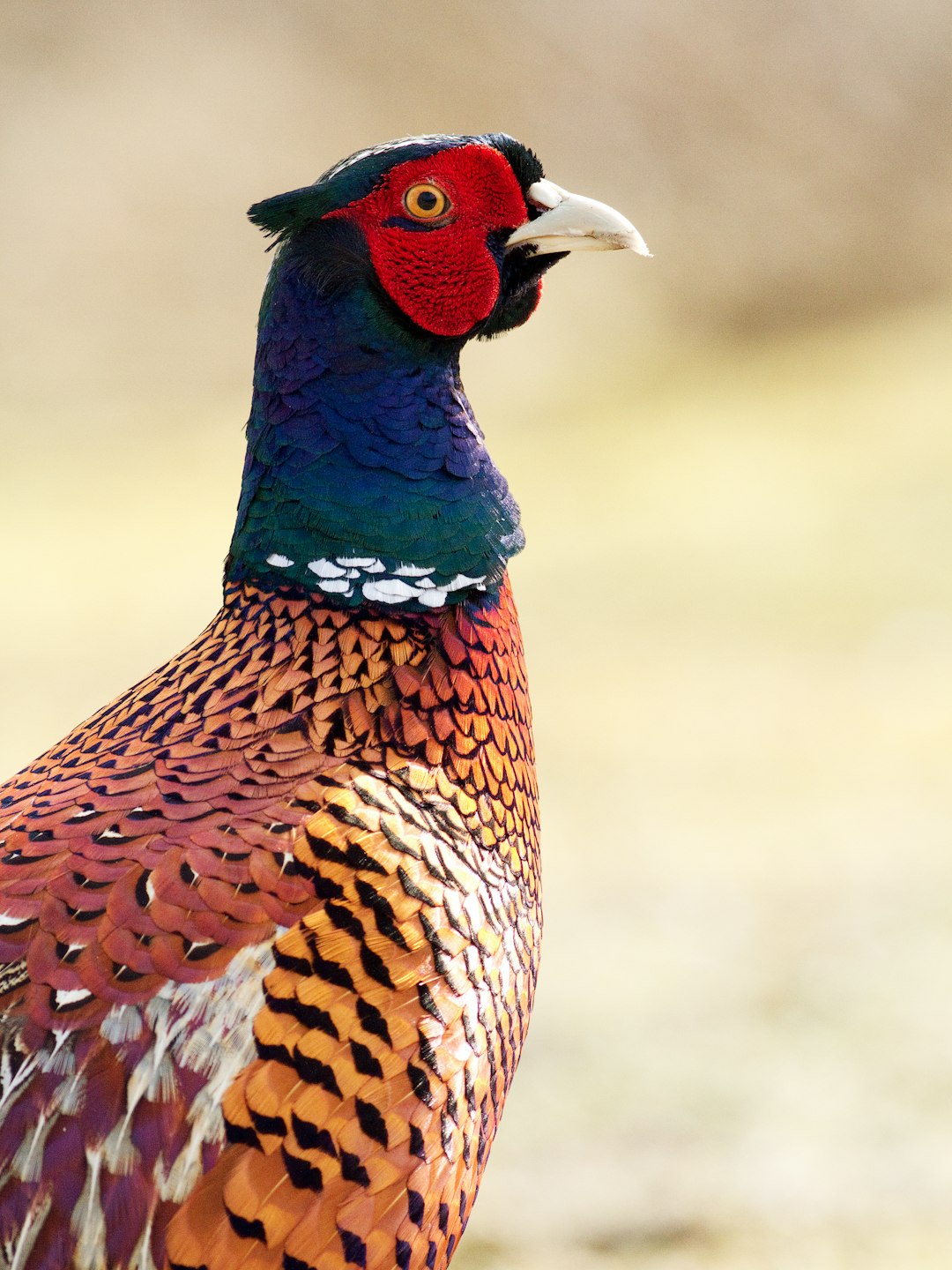 A majestic pheasant stands tall with vibrant plumage and piercing eyes, focusing on its face. –ar 3:4