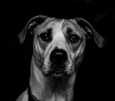 Black and white portrait of a pitbull dog looking at the camera, dark background, high contrast, soft light, f/20, Sony alpha A7 III in the style of, simple yet powerful --ar 128:113