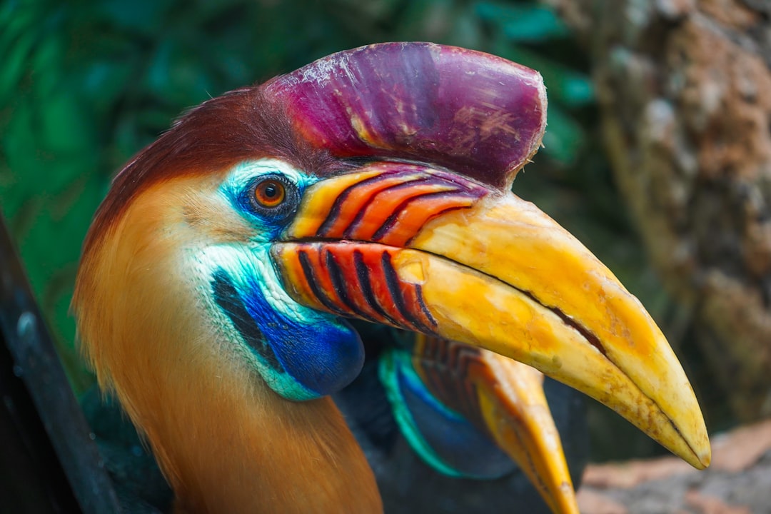 A closeup of the colorful beak and head of an exotic bird, like a hornbill or toucan. High resolution photography captures insanely detailed colors, with professional color grading and soft shadows. The image is in the style of high resolution photography. –ar 128:85