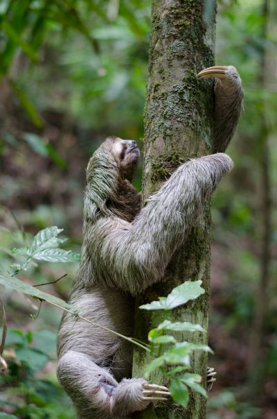 A sloth hanging from the side of a tree in its natural habitat of a rainforest, in the style of wildlife photography from National Geographic. --ar 21:32