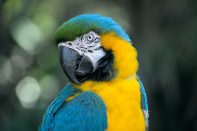 Close-up portrait of a blue and yellow macaw parrot, exotic bird wildlife photography, high resolution photo stock in the style of exotic bird wildlife photography. --ar 128:85