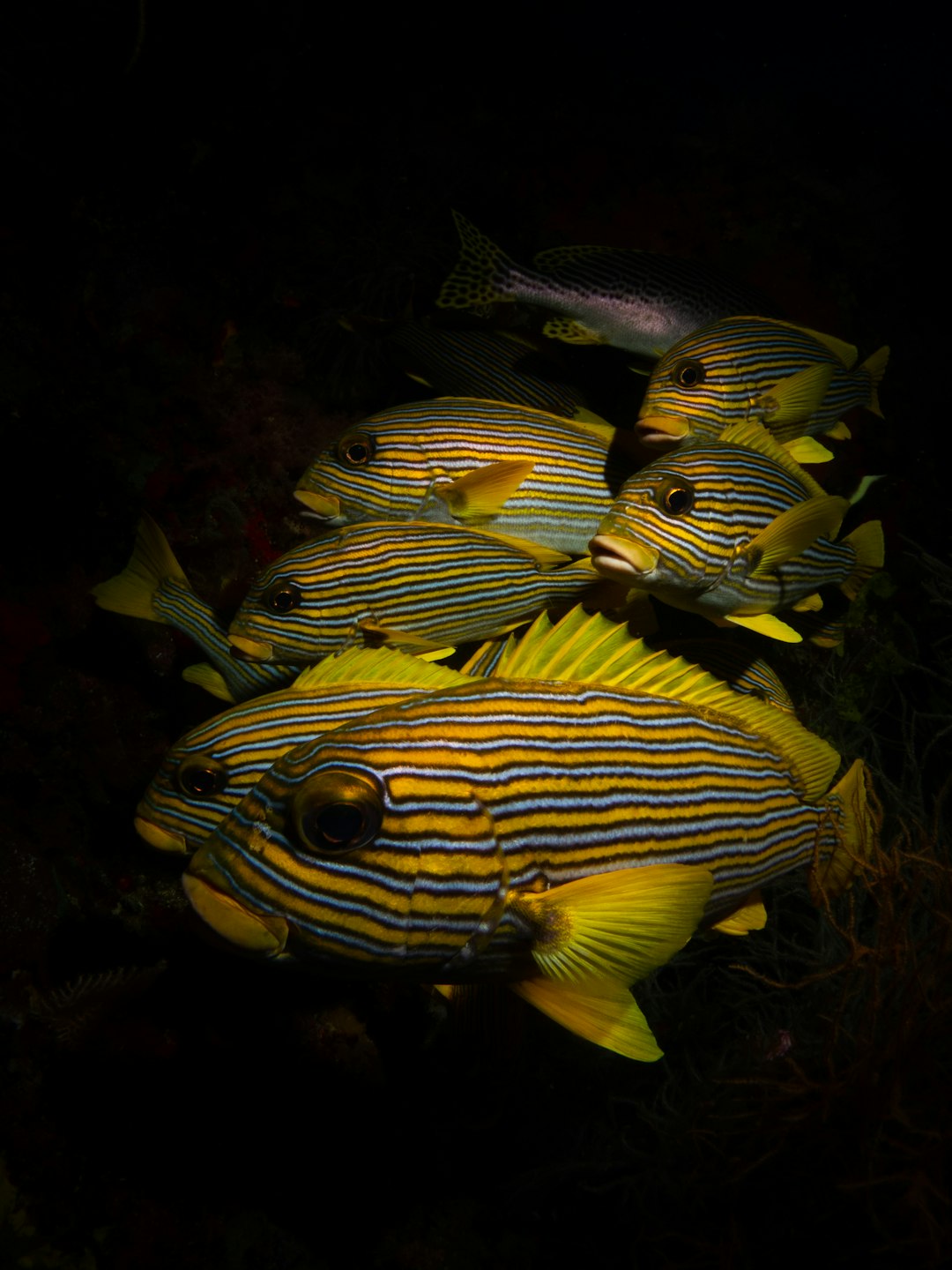 A school of blue striped yellow fish in the dark, underwater photography in the style of national geographic photo. –ar 3:4