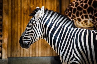 A majestic zebra with its distinctive black and white stripes stands gracefully in side view. In the background is a giraffe next to a wooden wall. The photo has a national geographic style with high definition photography and detailed facial features. There are also closeup shots with natural lighting in the style of a wildlife documentary. The photo was shot with a Sony A7s iii camera. --ar 128:85