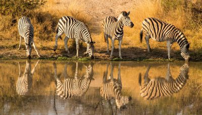 4 zebras drinking at the water's edge, their striped forms reflected in still waters of an African watering hole, natural light casting long shadows on dry grasses and acacia trees around them, a serene scene capturing wild life, wideangle lens for panoramic view, Nikon D850 with Nikon AFS NIKKOR 2470mm f/3.5E ED VR, focusing not just on realism but also on emotional impact, a moment frozen to make one feel as if they were there, photo realistic, national geographic photography --ar 16:9