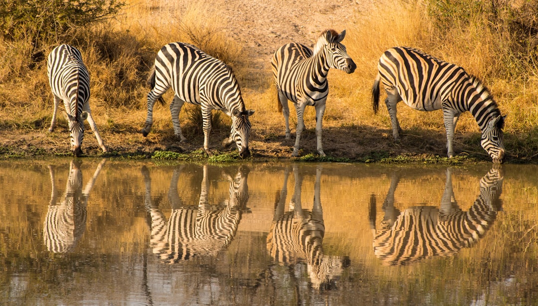 4 zebras drinking at the water’s edge, their striped forms reflected in still waters of an African watering hole, natural light casting long shadows on dry grasses and acacia trees around them, a serene scene capturing wild life, wideangle lens for panoramic view, Nikon D850 with Nikon AFS NIKKOR 2470mm f/3.5E ED VR, focusing not just on realism but also on emotional impact, a moment frozen to make one feel as if they were there, photo realistic, national geographic photography –ar 16:9