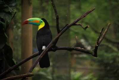 Photo of A toucan perched on the branch in its zoo enclosure, with colorful beak and black body. In background is green forest. --ar 128:85