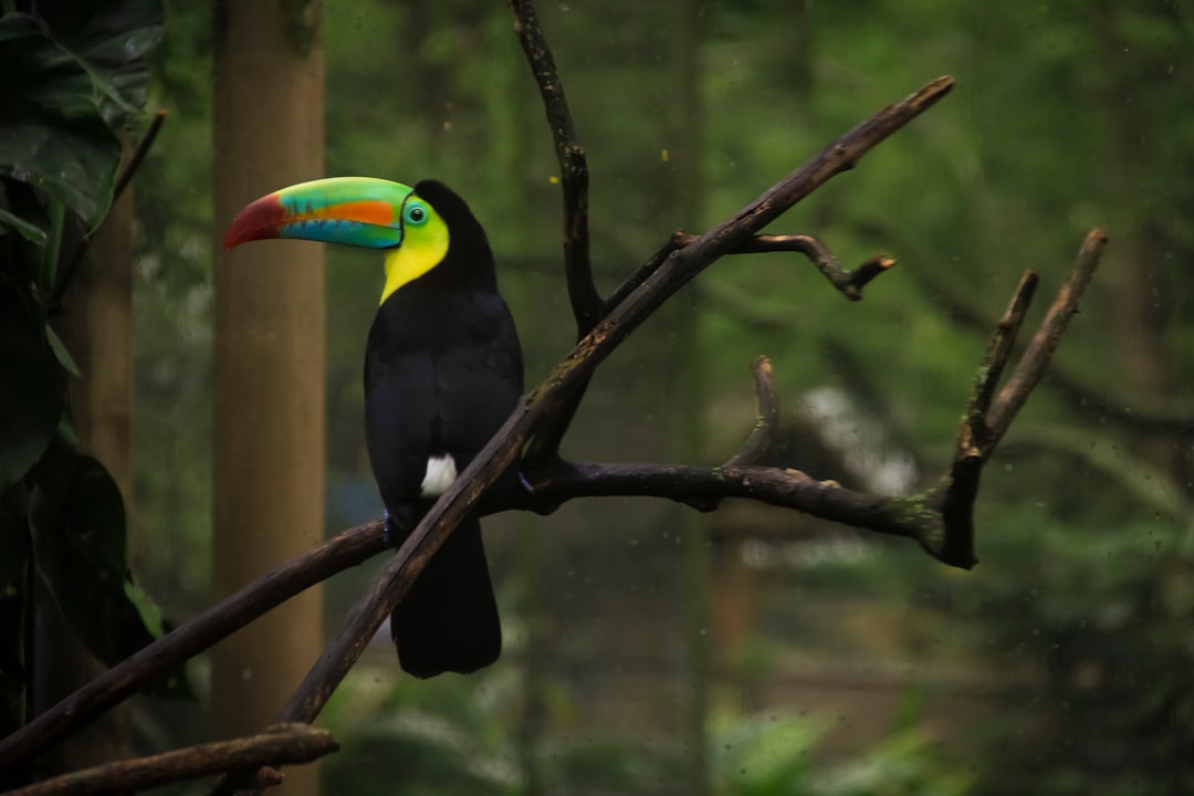 Photo of A toucan perched on the branch in its zoo enclosure, with colorful beak and black body. In background is green forest. –ar 128:85