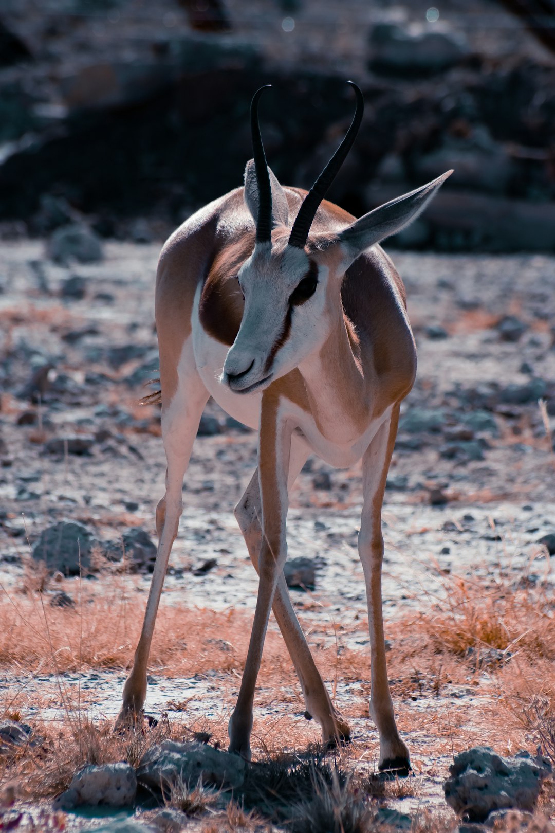 A springbok in the wild, infrared photography, full body portrait, in the style of a professional photo. –ar 85:128