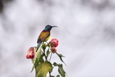 A colourful sunbird perched on top of a flower in the Indian forest, with a blurred white background, in the style of professional wildlife photography by Canon EOS1D X Mark III at f/8. --ar 128:85