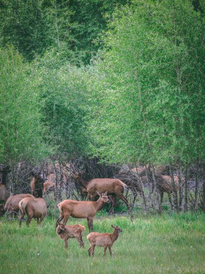 Photo of an elk herd with newborn calves in a forest near Crested Butte, wildlife photography, national geographic style photo, green trees, grassy field, springtime, baby elks playing around and adult elks standing nearby, taken with a Canon EOS R5 in the style of National Geographic.