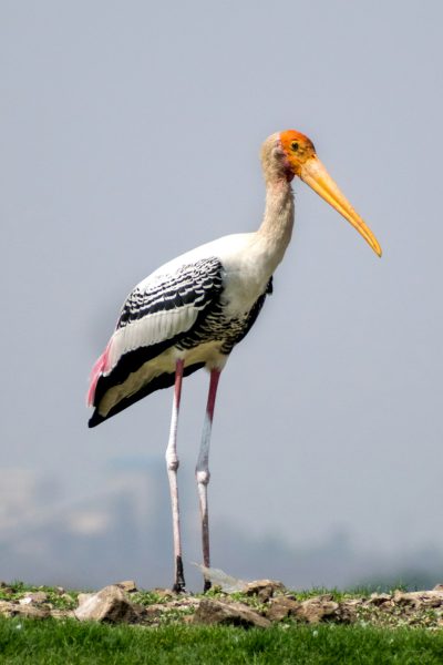 A photo of an elegant yellow-billed stork standing on grassy ground, against the backdrop of Indian landscapes. The bird has long legs and is black with white feathers, pink feet, and an orange beak, with a grey sky in the background. Captured in the style of Nikon D850 using a macro lens in natural daylight. --ar 85:128