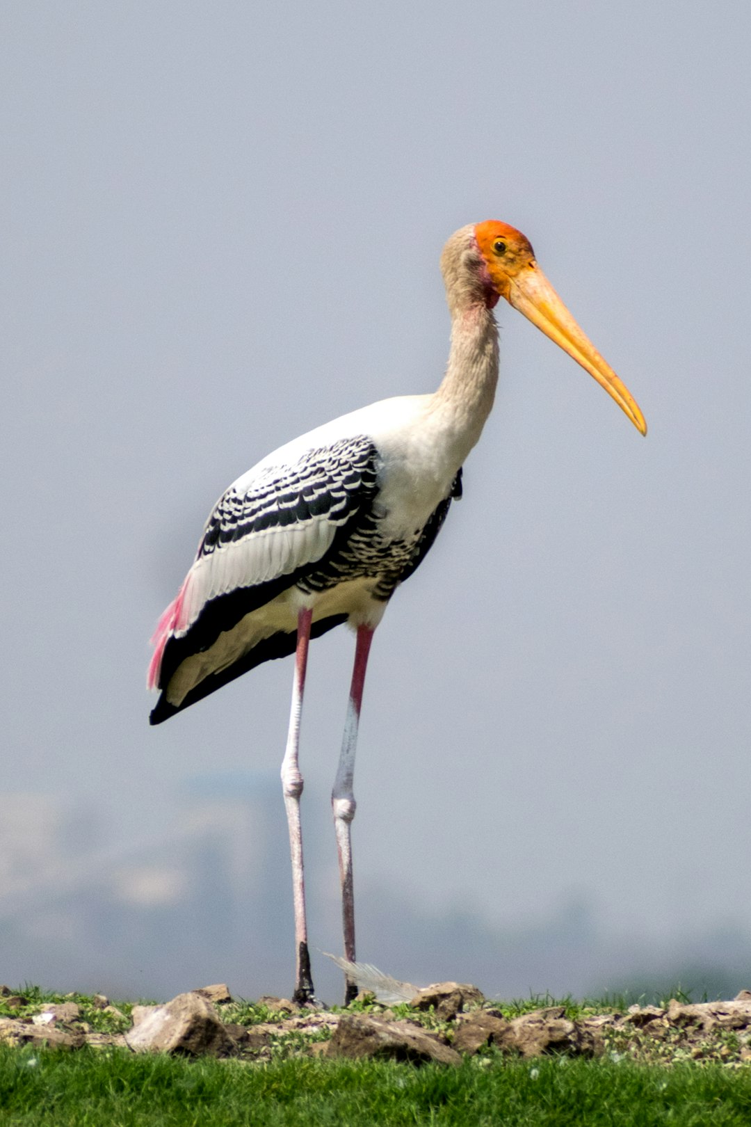 A photo of an elegant yellow-billed stork standing on grassy ground, against the backdrop of Indian landscapes. The bird has long legs and is black with white feathers, pink feet, and an orange beak, with a grey sky in the background. Captured in the style of Nikon D850 using a macro lens in natural daylight. –ar 85:128