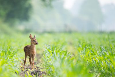 Spring, morning time, rain in the distance, young roe deer standing on green cornfield background, photo realistic, national geographic photography --ar 128:85