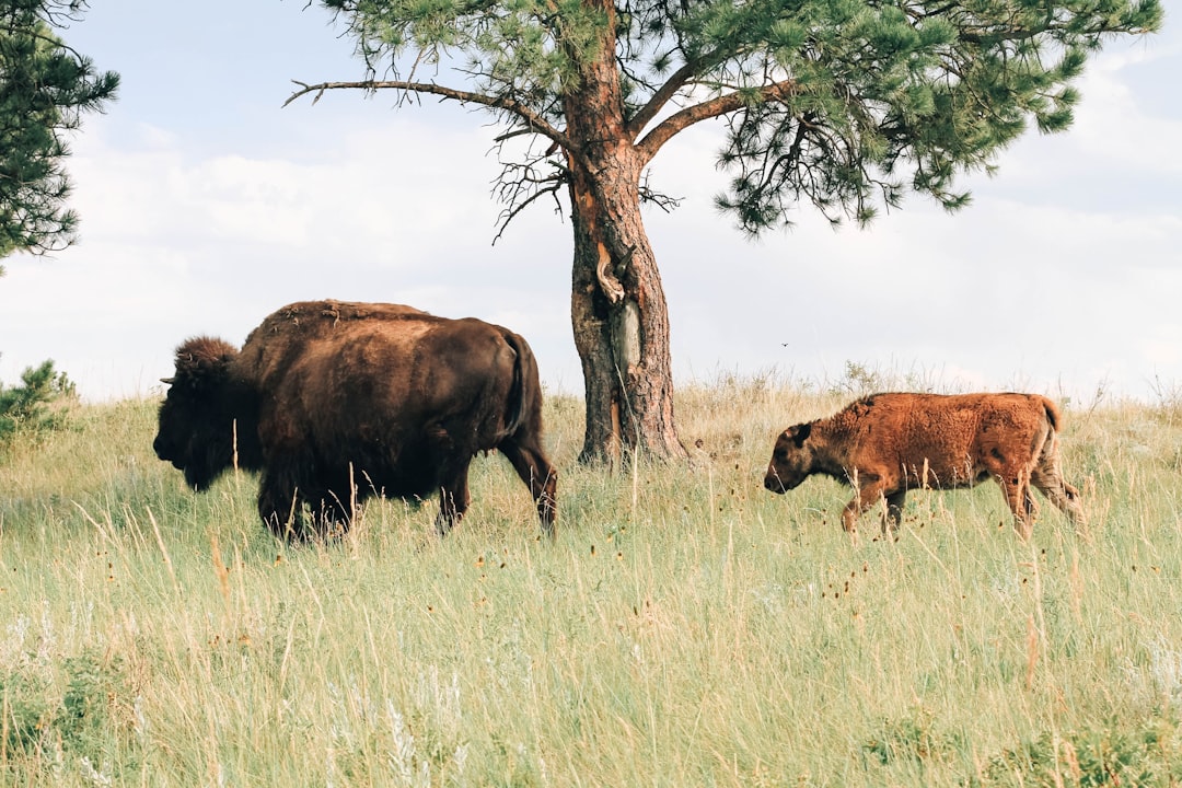 Photo of two bison in a grassy field, one an adult and a baby near a tree, with muted colors, natural light, in the style of unsplash photography. –ar 128:85