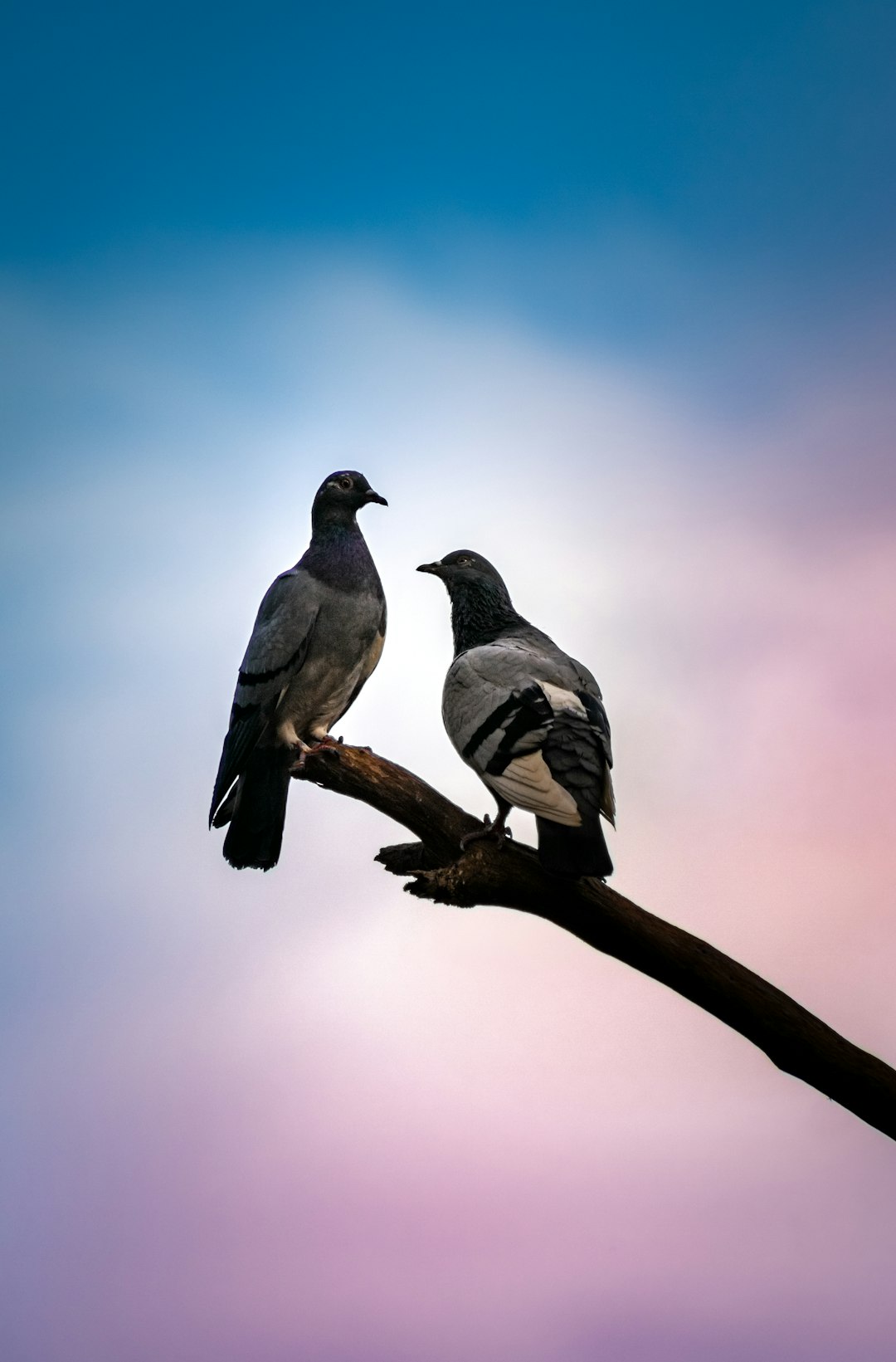 Two pigeons perched on the branch of an old tree, against a gradient sky background with soft lighting. The silhouette photography was done in a minimalist style with high definition and a depth of field effect. Blue and purple tones were used with a slight misty atmosphere. –ar 21:32