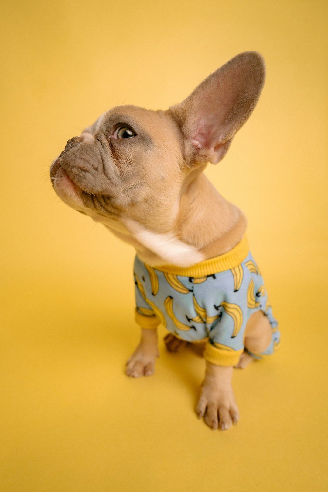 A cute light brown French bulldog puppy wearing banana print pajamas, on a yellow background, shot from the side in a professional photography style with professional color grading. –ar 85:128