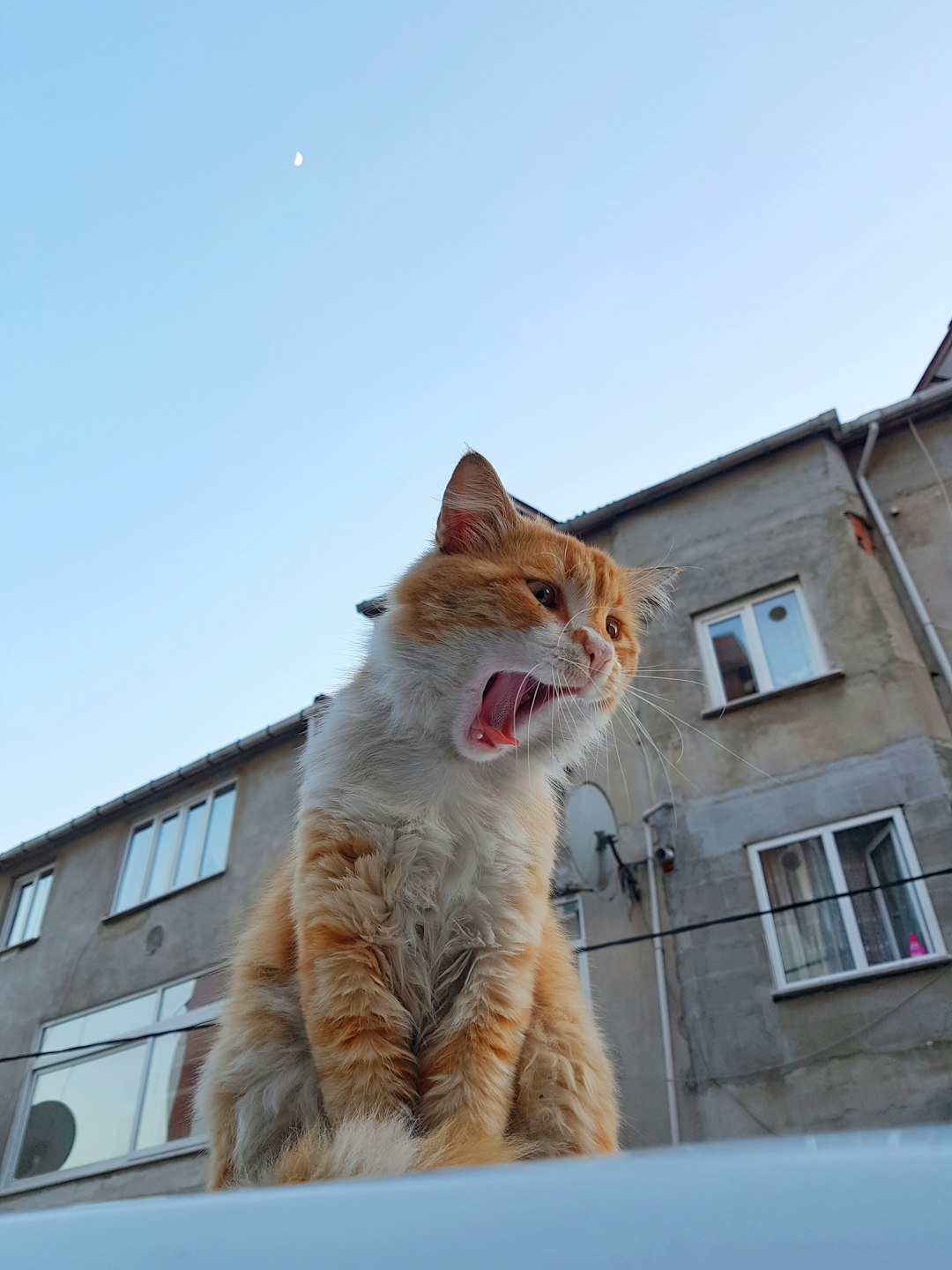 A photo of an orange and white cat sitting on the roof of his house, tongue out in nature, low angle shot, blue sky, moonlight, old soviet buildings behind him, posted to Snapchat in the style of summer 2018. –ar 3:4