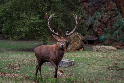 Photo of a red deer with impressive antlers standing in an open field, surrounded by green grass and rocks at the zoo's wildlife park, taken from behind. The photo captures its majestic presence as if on camera. In front is a tiger sitting under a tree, adding to the wild feel of the scene. --ar 128:85