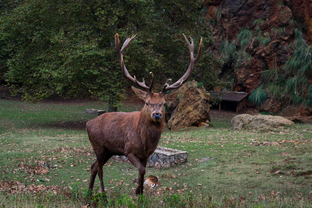 Photo of a red deer with impressive antlers standing in an open field, surrounded by green grass and rocks at the zoo’s wildlife park, taken from behind. The photo captures its majestic presence as if on camera. In front is a tiger sitting under a tree, adding to the wild feel of the scene. –ar 128:85