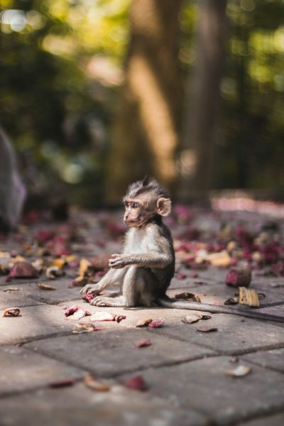 Cute little monkey sitting on the ground in Bali's temple courtyard, surrounded by fallen leaves and scattered petals. Captured with a Canon EOS R5 camera using an f/2 lens at ISO 400 for 3 seconds to capture its adorable demeanor. The scene is bathed in soft natural light, creating a serene atmosphere. Shot from eye level, highlighting the playful nature of the baby macaque. The photography is in the style of full shot photography. --ar 85:128