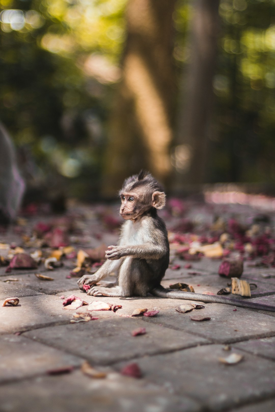 Cute little monkey sitting on the ground in Bali’s temple courtyard, surrounded by fallen leaves and scattered petals. Captured with a Canon EOS R5 camera using an f/2 lens at ISO 400 for 3 seconds to capture its adorable demeanor. The scene is bathed in soft natural light, creating a serene atmosphere. Shot from eye level, highlighting the playful nature of the baby macaque. The photography is in the style of full shot photography. –ar 85:128