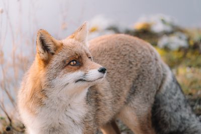 Close up photo of a fox in the style of unsplash, a siberian landscape scene, using natural light, with professional color grading, soft shadows, no added contrast, clean sharp focus, reminiscent of film photography, taken with a Fujifilm XT4 camera. --ar 128:85