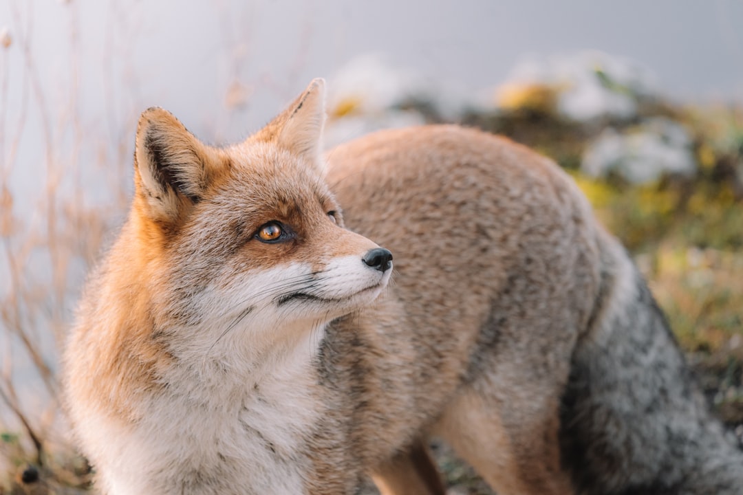 Close up photo of a fox in the style of unsplash, a siberian landscape scene, using natural light, with professional color grading, soft shadows, no added contrast, clean sharp focus, reminiscent of film photography, taken with a Fujifilm XT4 camera. –ar 128:85