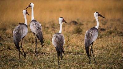 4 elegant grey cranes with long necks standing on grassy plains, captured in the style of canon eos r5. --ar 16:9