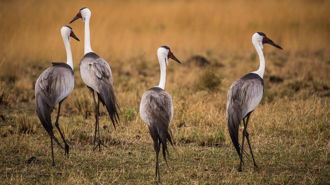 4 elegant grey cranes with long necks standing on grassy plains, captured in the style of canon eos r5. –ar 16:9