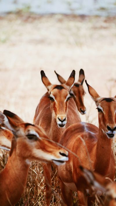 group of impala in the safari, photo in the style of national geographic magazine, extreme close up shot, blurred background, 20mm lens, bokeh effect, natural light, professional photography on Canon R5 --ar 9:16