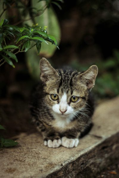 A cute kitten with gray and white stripes, crouching on the ground in an outdoor garden setting, looking directly at the camera. The cat has soft fur and big eyes that reflect light. In front of it is a stone step leading to another level of greenery. There is lush foliage around, adding depth to the scene. Shot in the style of photographer [Robert Capa](https://goo.gl/search?artist%20Robert%20Capa) using a Nikon D850 for sharp focus and vibrant colors. --ar 85:128