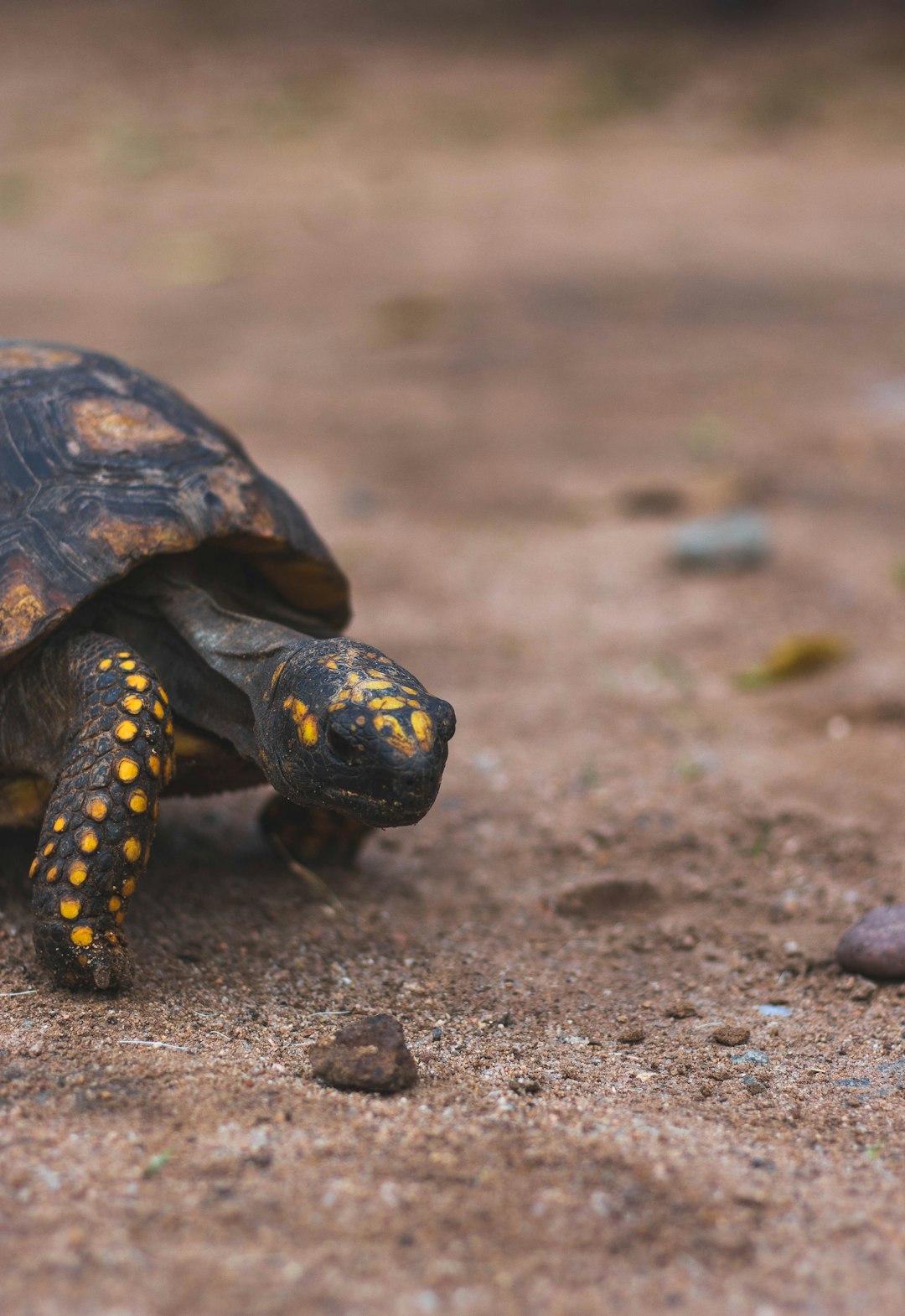 A closeup of the back half and head, showing its short neck with yellow dots on its shell, walking slowly across dirt ground. In the background is brown soil, with some rocks scattered around, and no trees in sight. The tortoise has four legs, with one leg raised just above shoulder height. –ar 11:16