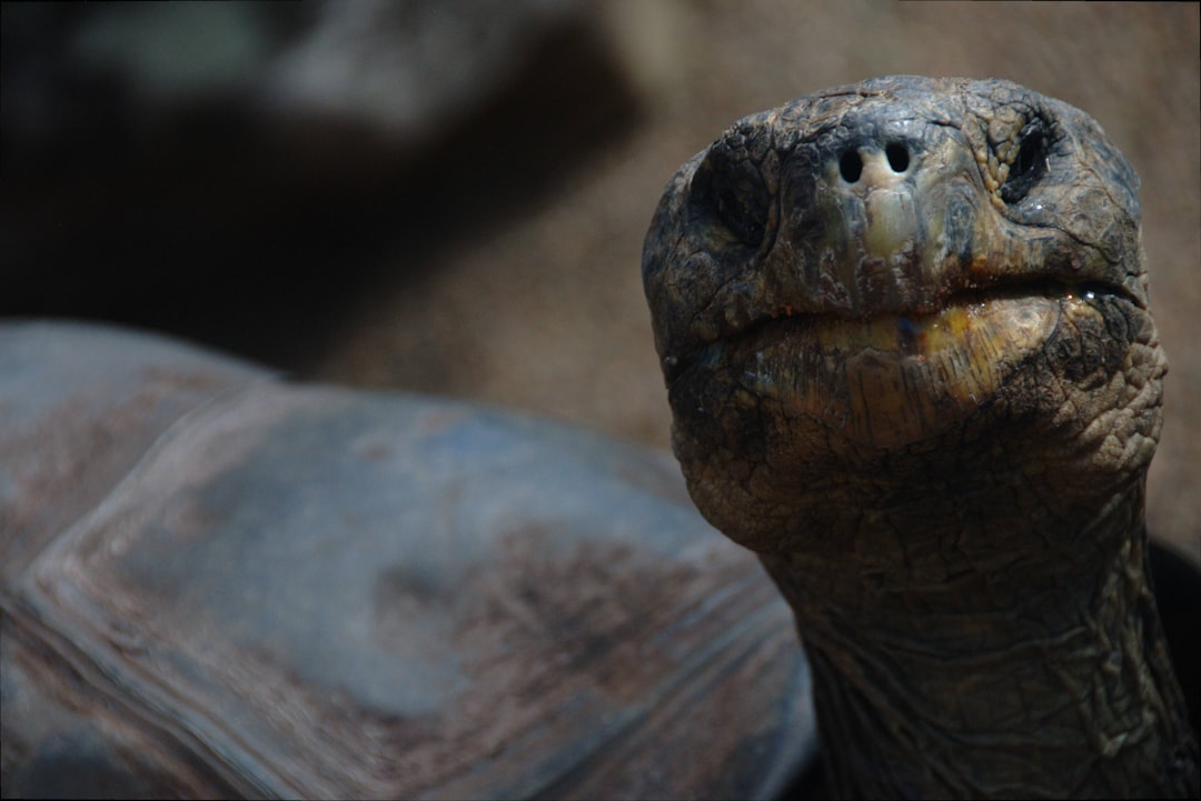 A closeup shot of the tortoise’s face, showing its textured skin and long neck. The background is blurred to focus on it, with other Galapagos Island animals visible in soft detail. Shot in the style of [Annie Leibovitz](https://goo.gl/search?artist%20Annie%20Leibovitz) with Canon EOS1D X Mark III using Kodak Gold 400 film stock. Lighting should be natural with gentle shadows from overhead sunlight. –ar 128:85